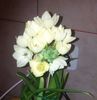 orniyhogalum 1