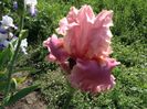 Okappy poppy