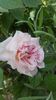 Abraham Darby