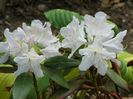 rhododendron Cunningham's White