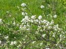 exochorda The Bride