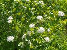 aronia Viking