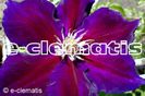 Clematis Julka PBR