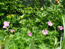 Geranium sanguineum pink