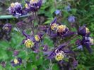 aquilegia Winky Blue-White