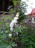 Dicentra alba