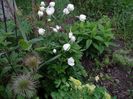 multumesc Flora :)