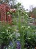 aquilegia stellata Nora Barlow
