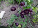 aquilegia Black Barlow
