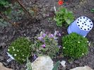 saxifraga, phlox amoena variegata si felicita...