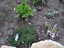 geum, lithodora , phlox Kimono