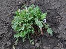 papaver nudicaule