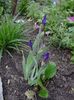iris Florina :) si bergenia