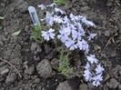 phlox subulata Bavaria