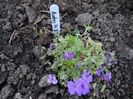 aubretia Audrey Blue