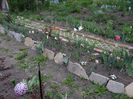 am plantat phlox subulata de-a lungul peretelui de piatra