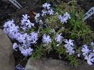early spring lavander