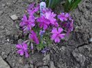 early spring purple
