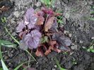 Plum Royale