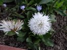 Belis perenis...