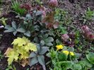 Electric Lime si helleborus Pink Frost