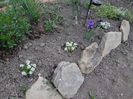 tufe tinere de Alyssum