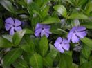 Vinca minor