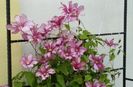 clematis Betty Risdon