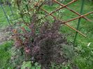 berberis