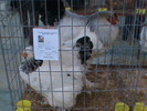 DSC00246