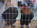DSC00265