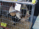DSC00272