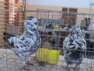 DSC00274