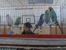 DSC00290