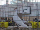 DSC00296