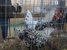 DSC00301