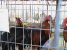 DSC00302