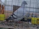 DSC00306