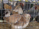 DSC00310