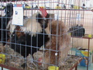DSC00311