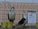 DSC00318