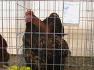 DSC00320