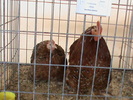 DSC00321