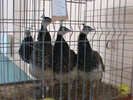 DSC00323