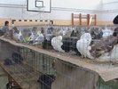 DSC00329