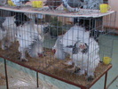 DSC00335