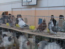 DSC00336