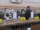 DSC00338