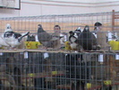 DSC00342