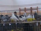 DSC00343